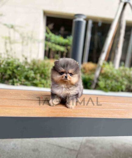 Pomeranian puppy for sale, dog for sale at Tagnimal