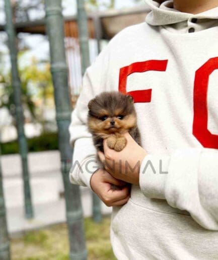 Pomeranian puppy for sale, dog for sale at Tagnimal