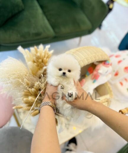 Pomeranian puppy for sale, dog for sale at Tagnimal