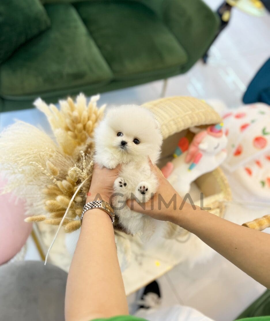 Pomeranian puppy for sale, dog for sale at Tagnimal