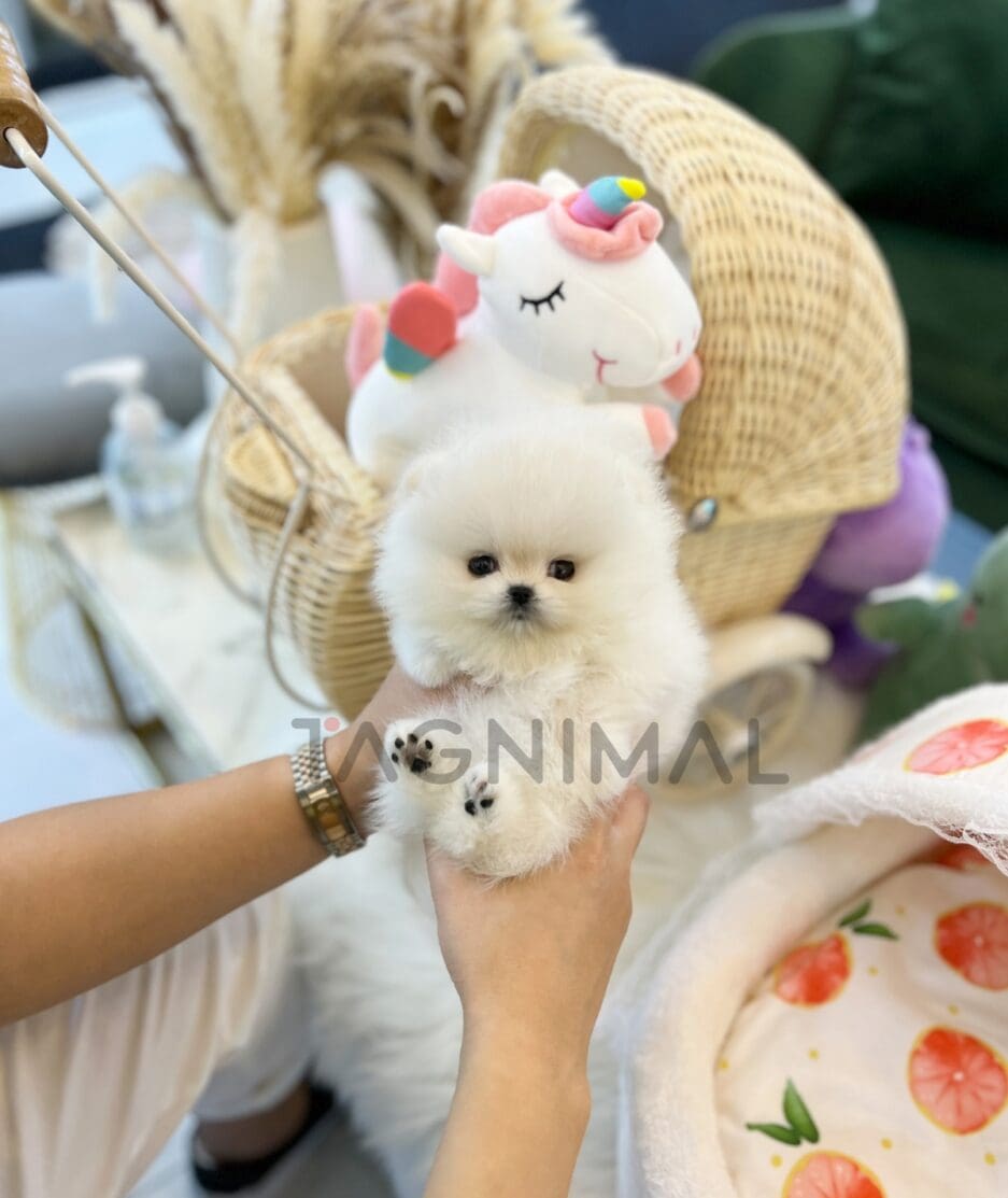 Pomeranian puppy for sale, dog for sale at Tagnimal