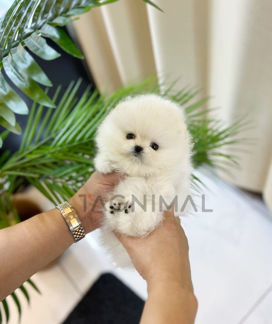 Pomeranian puppy for sale, dog for sale at Tagnimal