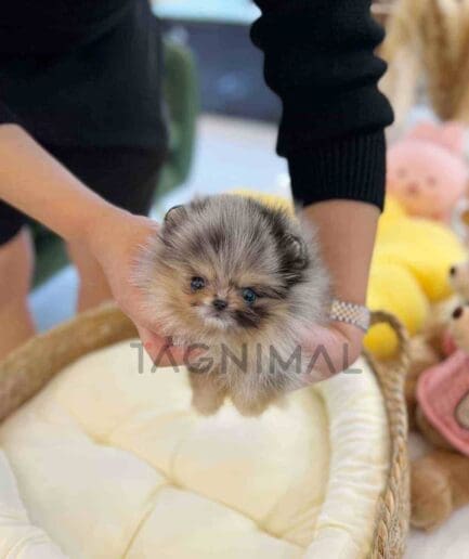 Pomeranian puppy for sale, dog for sale at Tagnimal