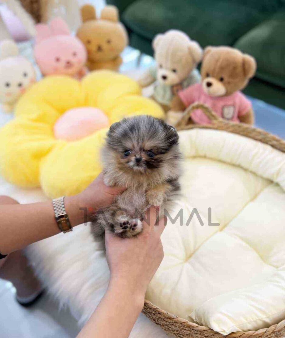 Pomeranian puppy for sale, dog for sale at Tagnimal