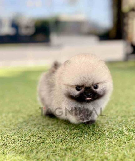 Pomeranian puppy for sale, dog for sale at Tagnimal