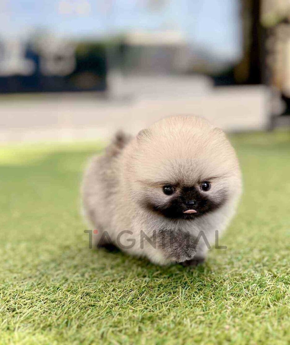 Pomeranian puppy for sale, dog for sale at Tagnimal