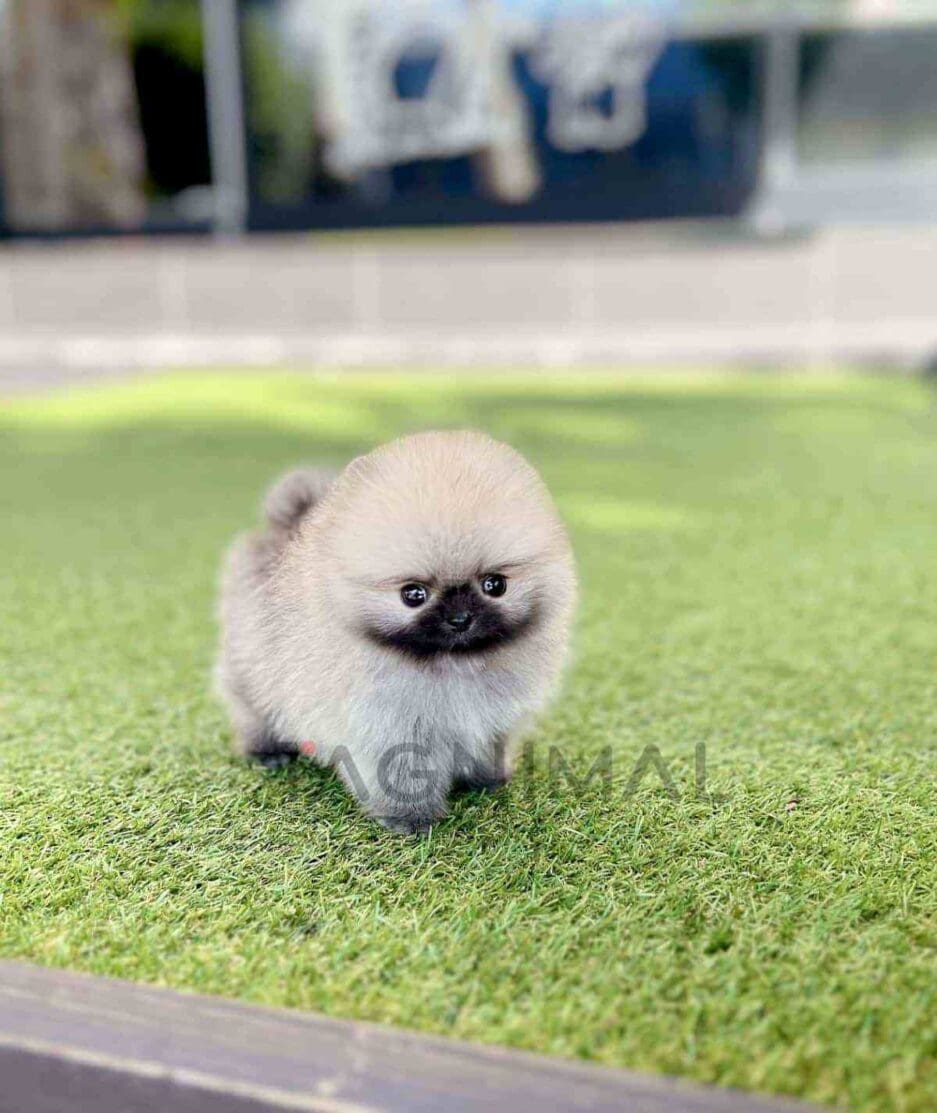 Pomeranian puppy for sale, dog for sale at Tagnimal