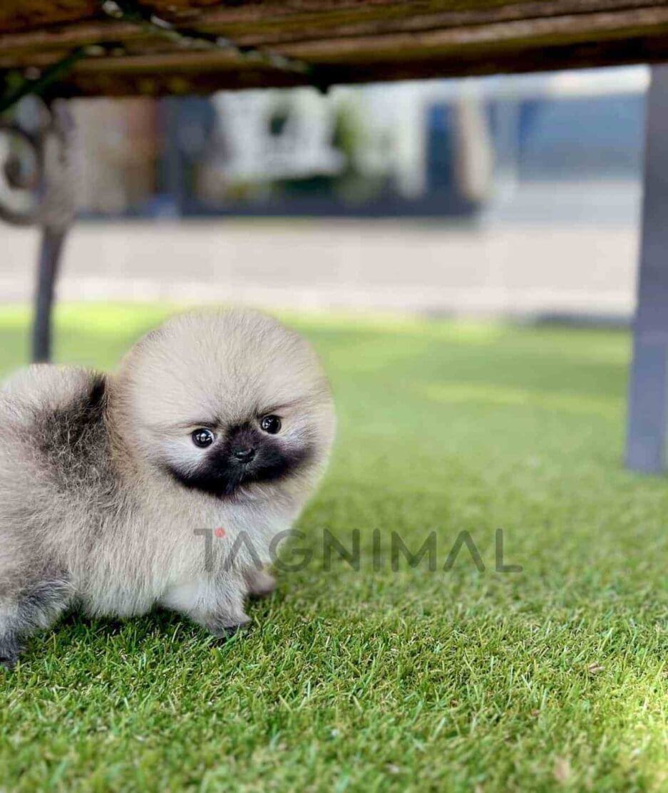 Pomeranian puppy for sale, dog for sale at Tagnimal