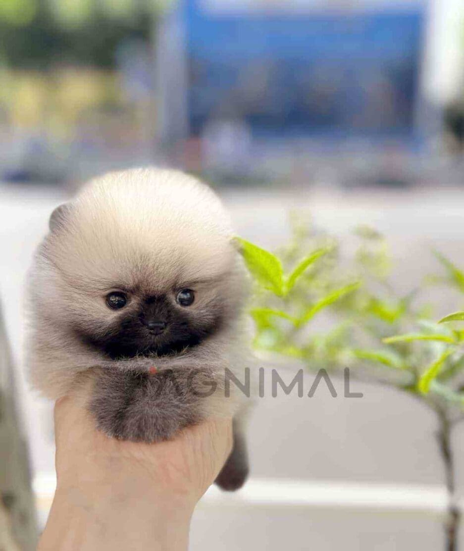 Pomeranian puppy for sale, dog for sale at Tagnimal