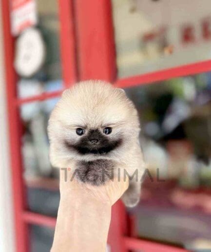 Pomeranian puppy for sale, dog for sale at Tagnimal