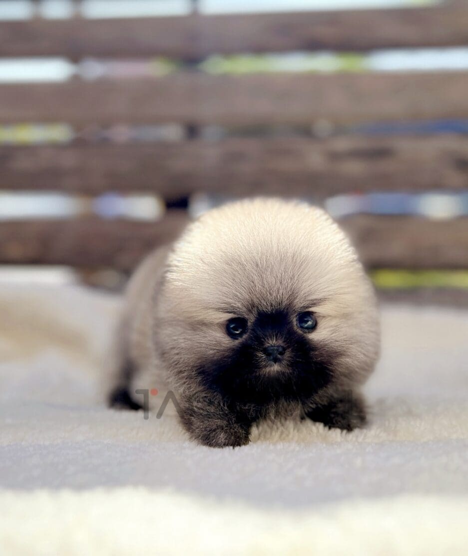 Pomeranian puppy for sale, dog for sale at Tagnimal