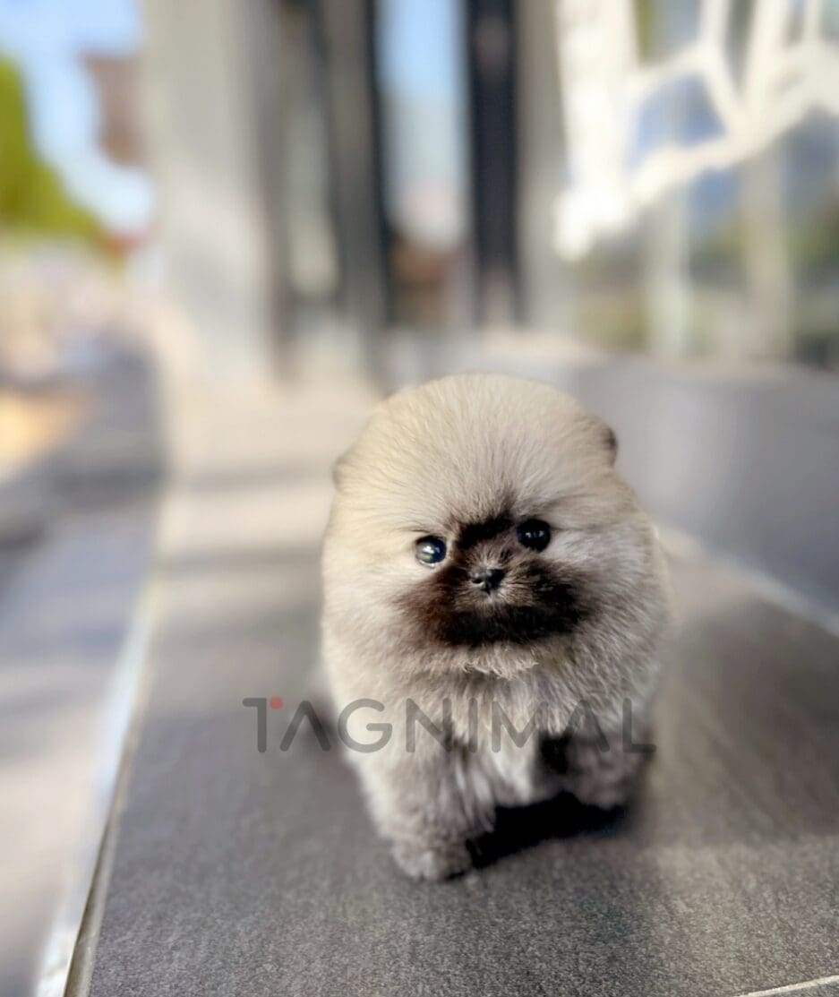 Pomeranian puppy for sale, dog for sale at Tagnimal