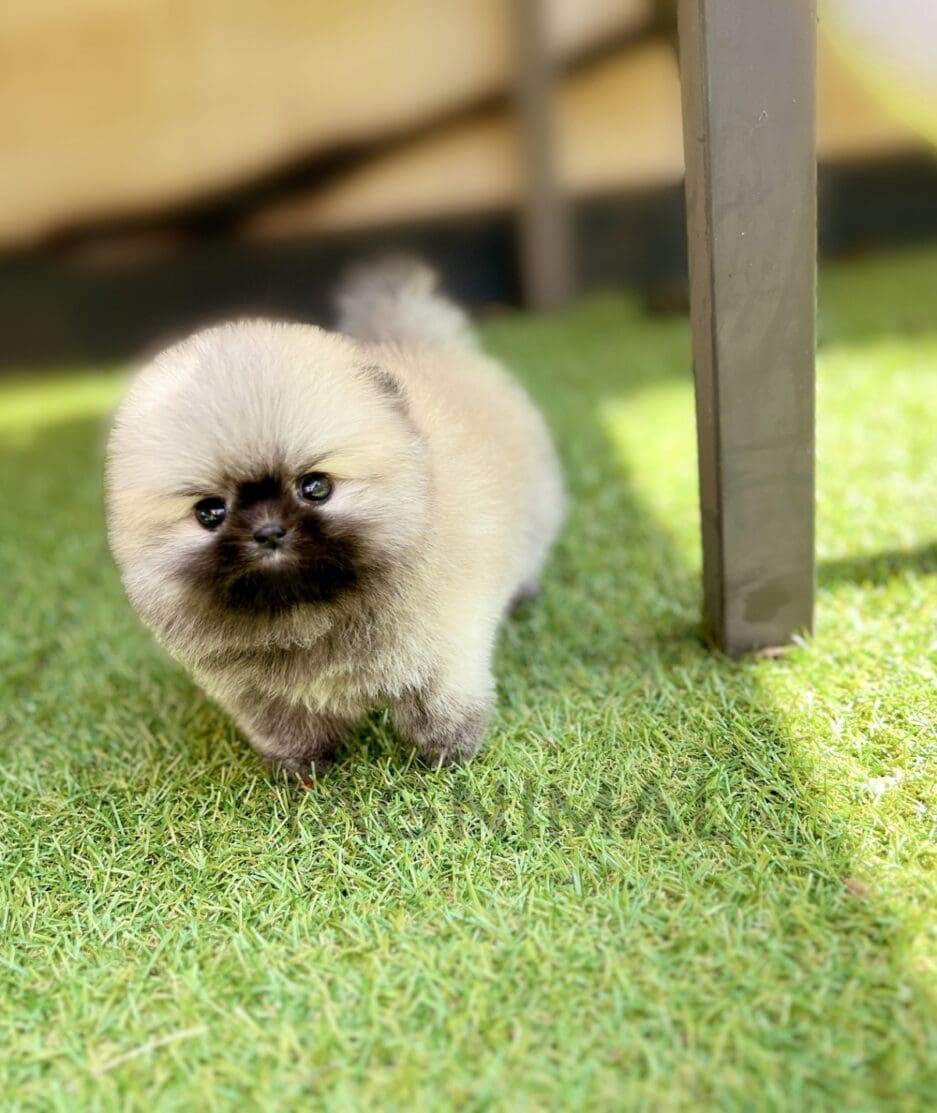 Pomeranian puppy for sale, dog for sale at Tagnimal