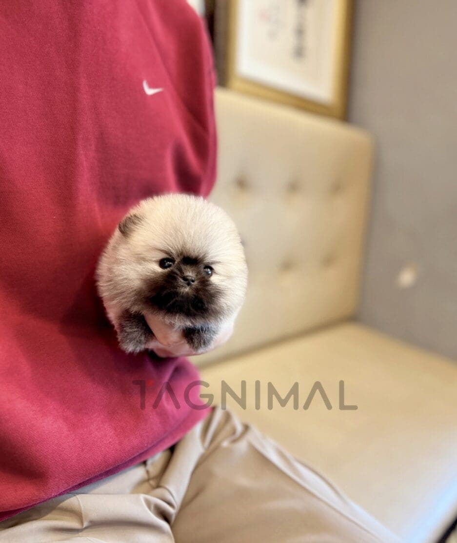 Pomeranian puppy for sale, dog for sale at Tagnimal