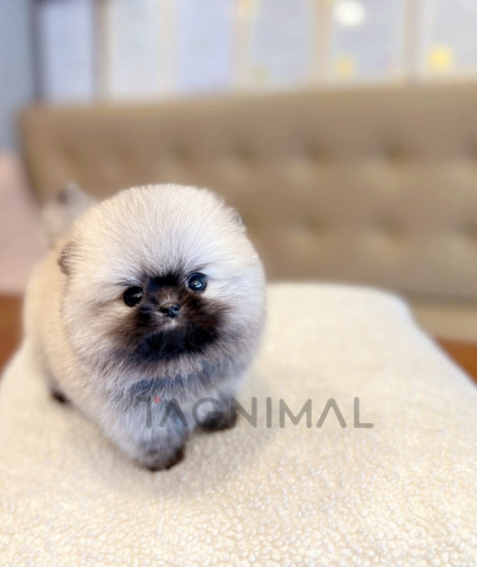 Pomeranian puppy for sale, dog for sale at Tagnimal