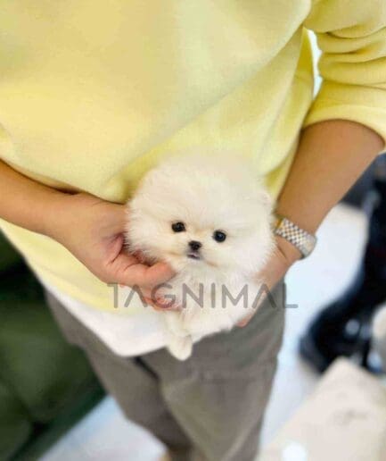 Pomeranian puppy for sale, dog for sale at Tagnimal