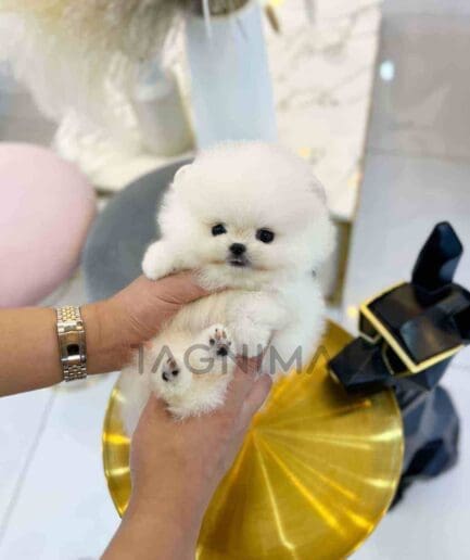 Pomeranian puppy for sale, dog for sale at Tagnimal