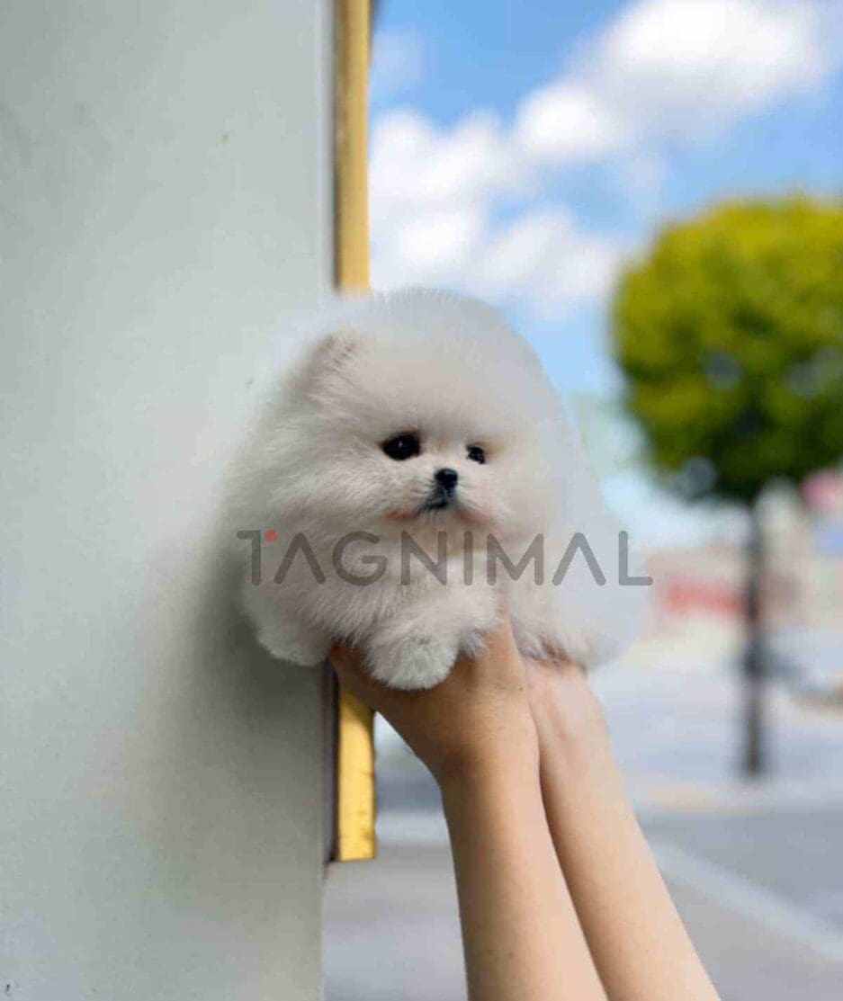 Pomeranian puppy for sale, dog for sale at Tagnimal