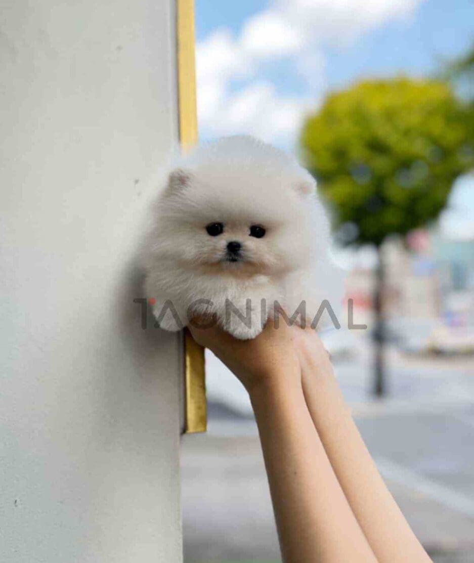 Pomeranian puppy for sale, dog for sale at Tagnimal