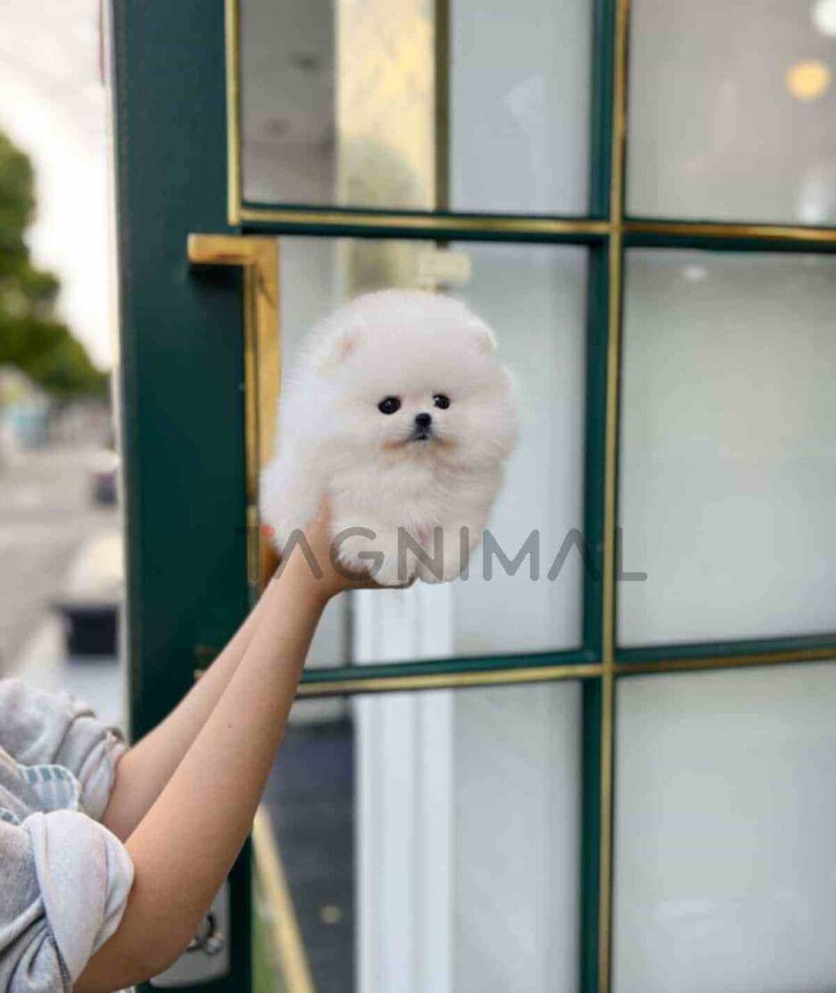 Pomeranian puppy for sale, dog for sale at Tagnimal