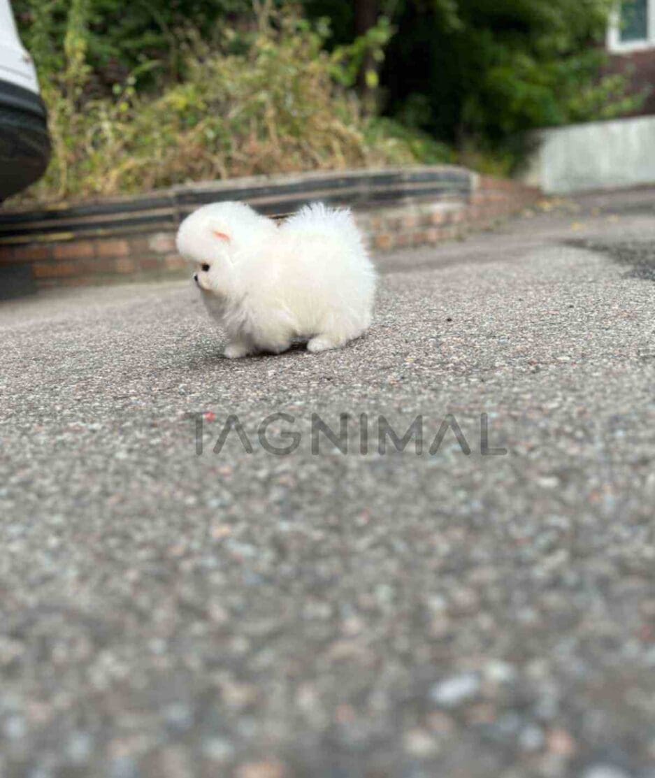 Pomeranian puppy for sale, dog for sale at Tagnimal