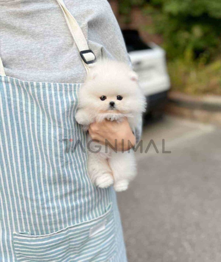 Pomeranian puppy for sale, dog for sale at Tagnimal