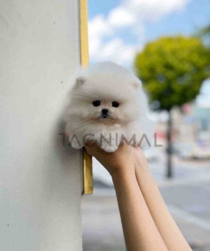 Pomeranian puppy for sale, dog for sale at Tagnimal