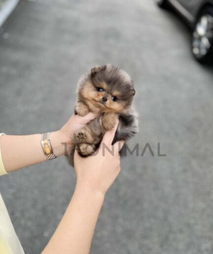 Pomeranian puppy for sale, dog for sale at Tagnimal