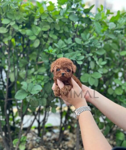 Poodle puppy for sale, dog for sale at Tagnimal