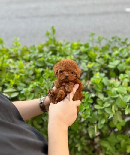 Poodle puppy for sale, dog for sale at Tagnimal