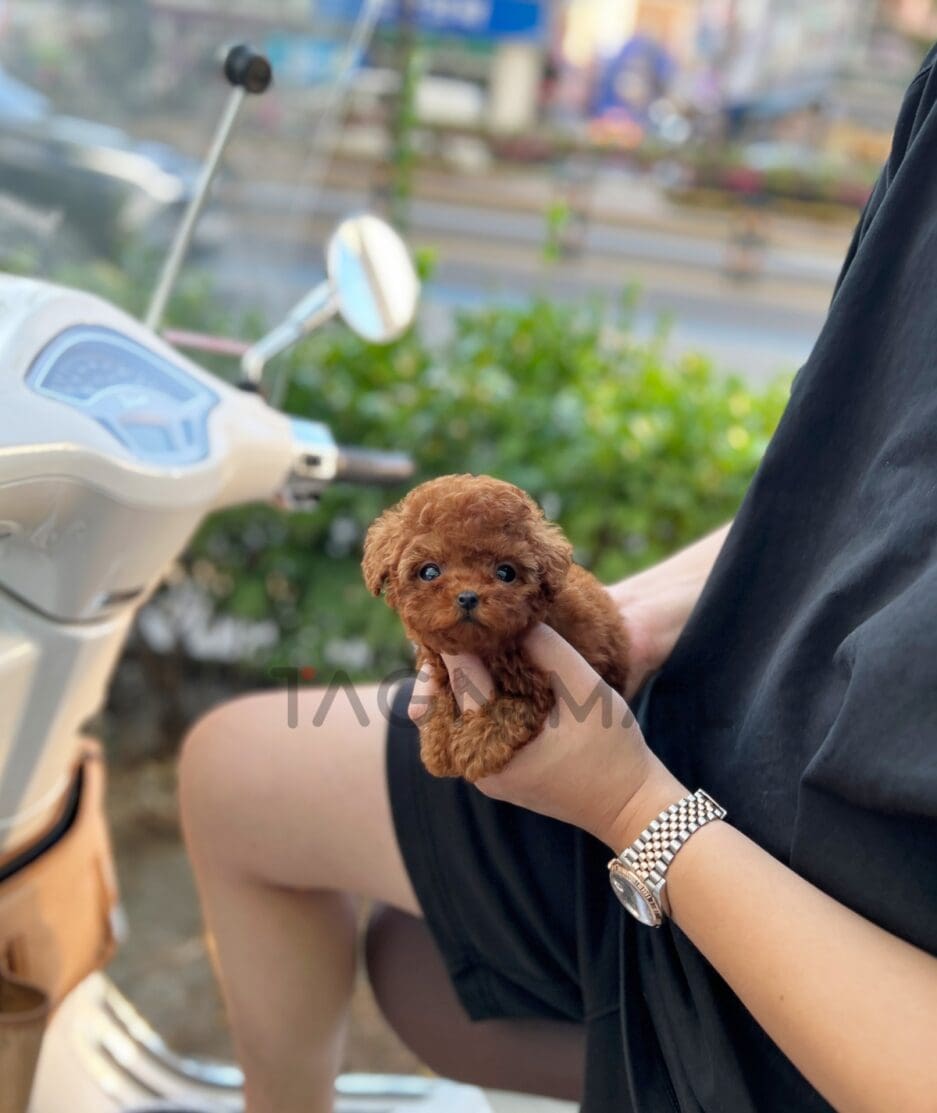 Poodle puppy for sale, dog for sale at Tagnimal