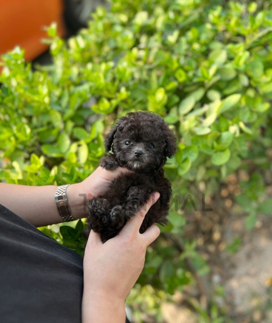 Poodle puppy for sale, dog for sale at Tagnimal