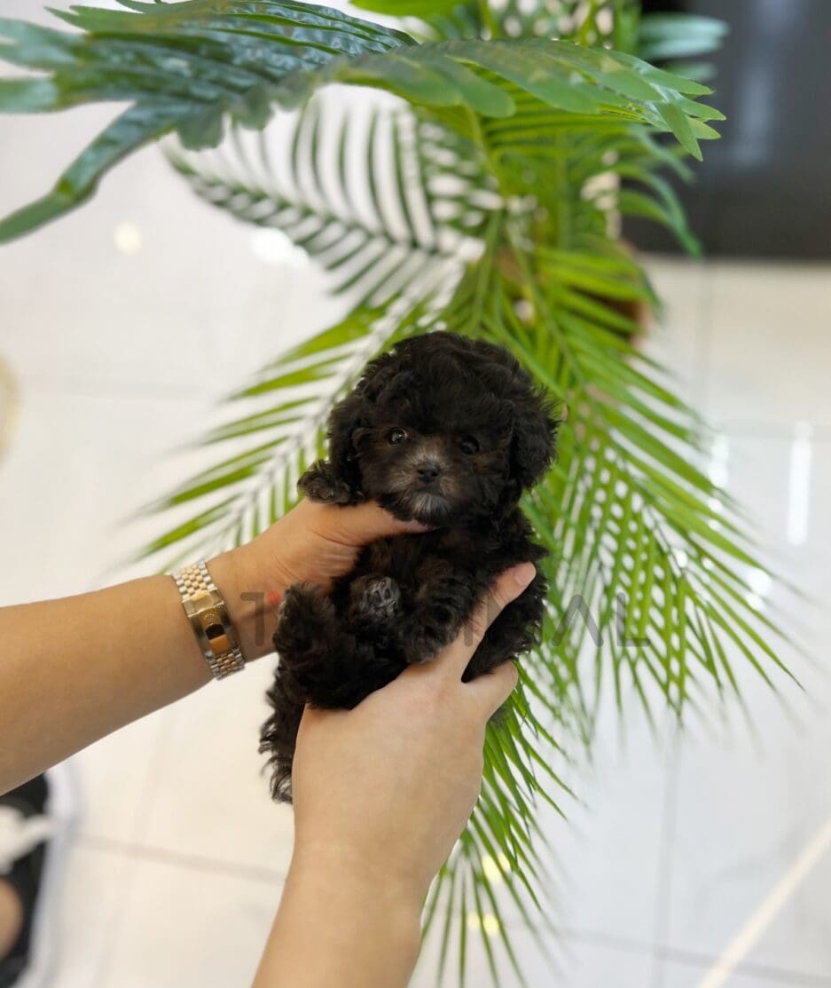 Poodle puppy for sale, dog for sale at Tagnimal