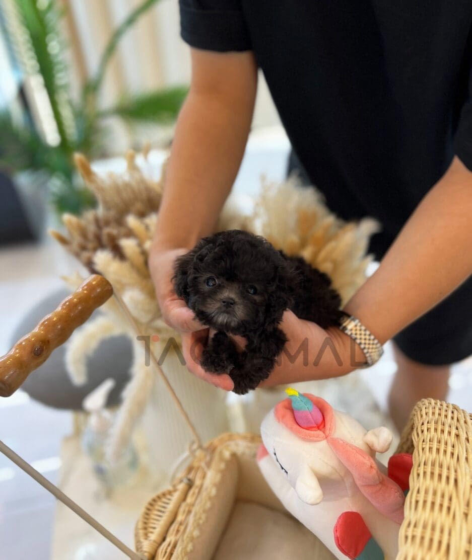 Poodle puppy for sale, dog for sale at Tagnimal