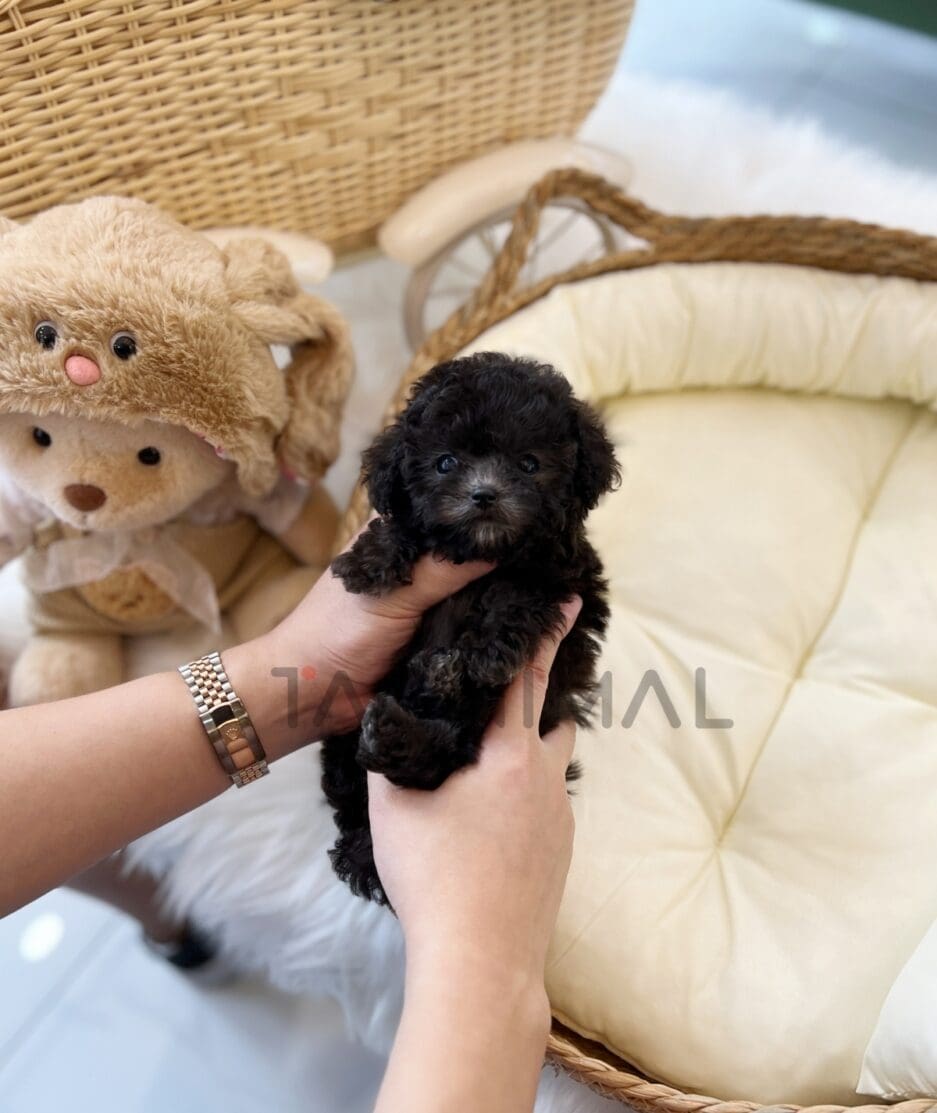 Poodle puppy for sale, dog for sale at Tagnimal