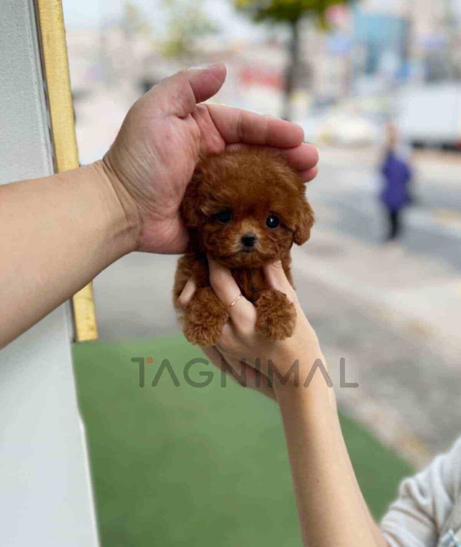 Poodle puppy for sale, dog for sale at Tagnimal