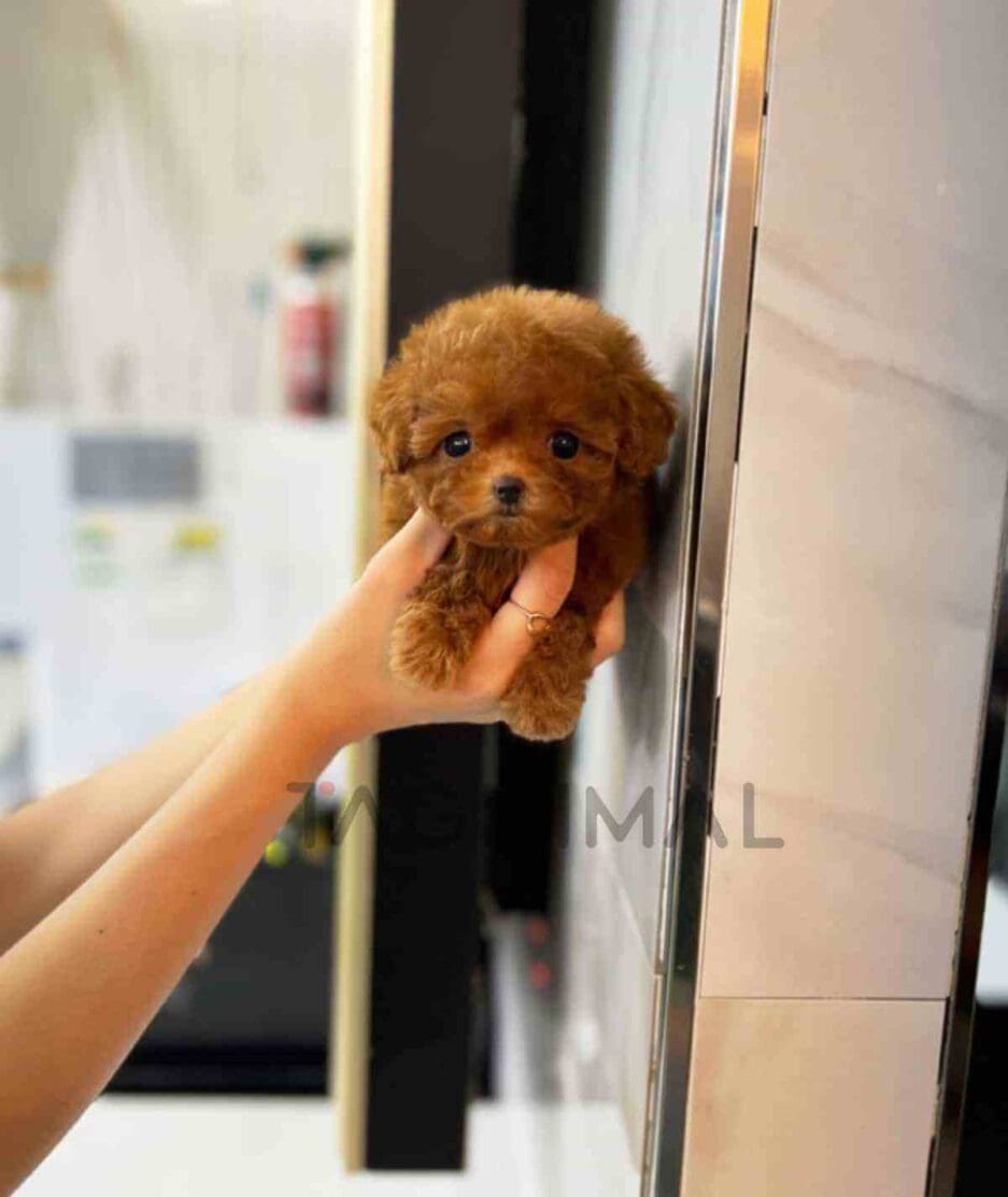 Poodle puppy for sale, dog for sale at Tagnimal