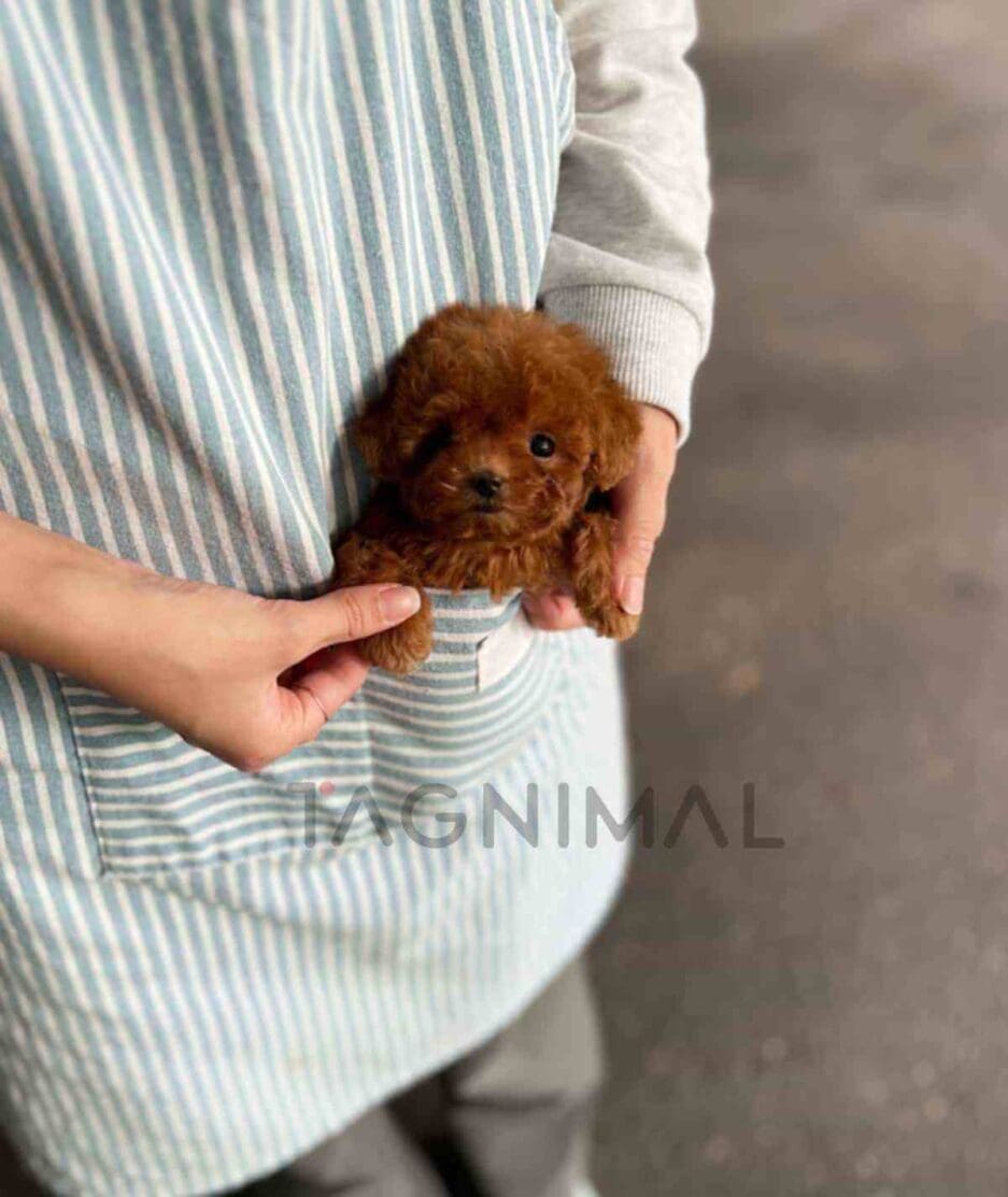 Poodle puppy for sale, dog for sale at Tagnimal