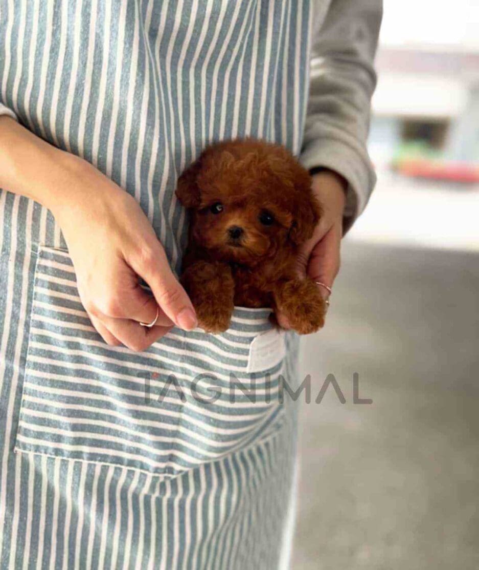 Poodle puppy for sale, dog for sale at Tagnimal