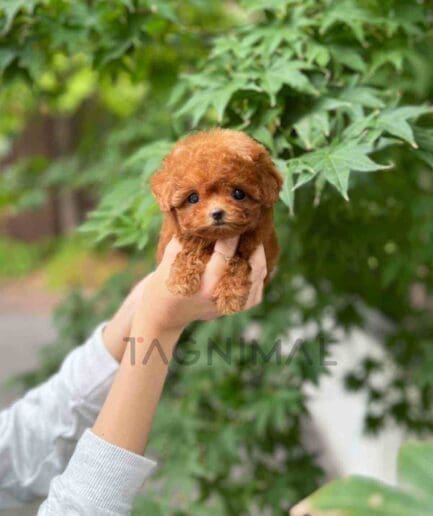 Poodle puppy for sale, dog for sale at Tagnimal