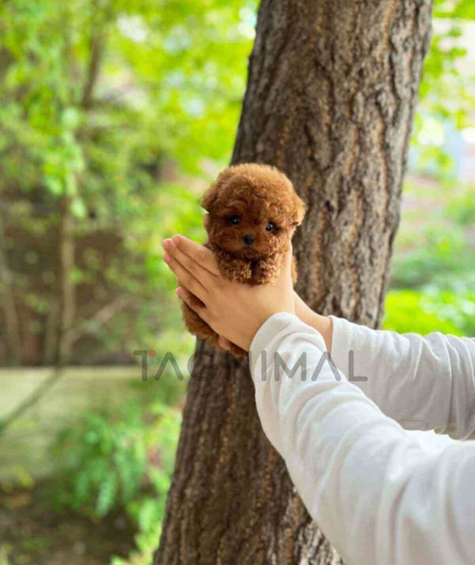 Poodle puppy for sale, dog for sale at Tagnimal