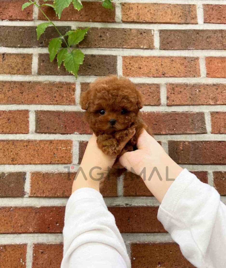 Poodle puppy for sale, dog for sale at Tagnimal