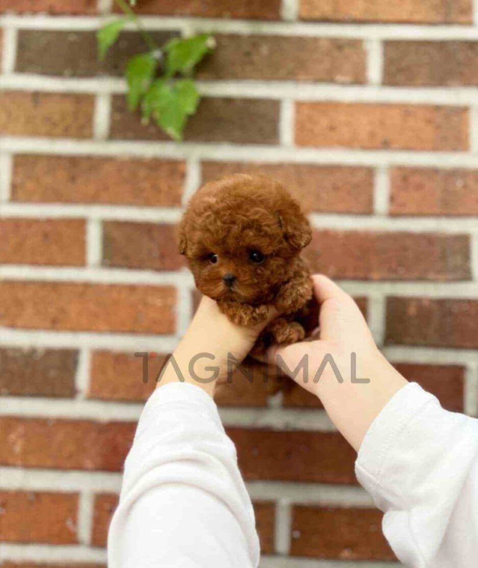 Poodle puppy for sale, dog for sale at Tagnimal