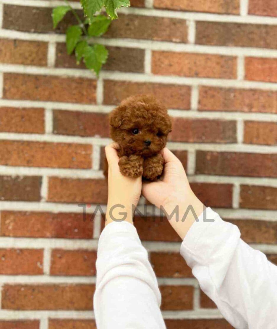 Poodle puppy for sale, dog for sale at Tagnimal