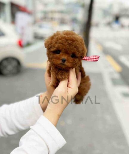 Poodle puppy for sale, dog for sale at Tagnimal