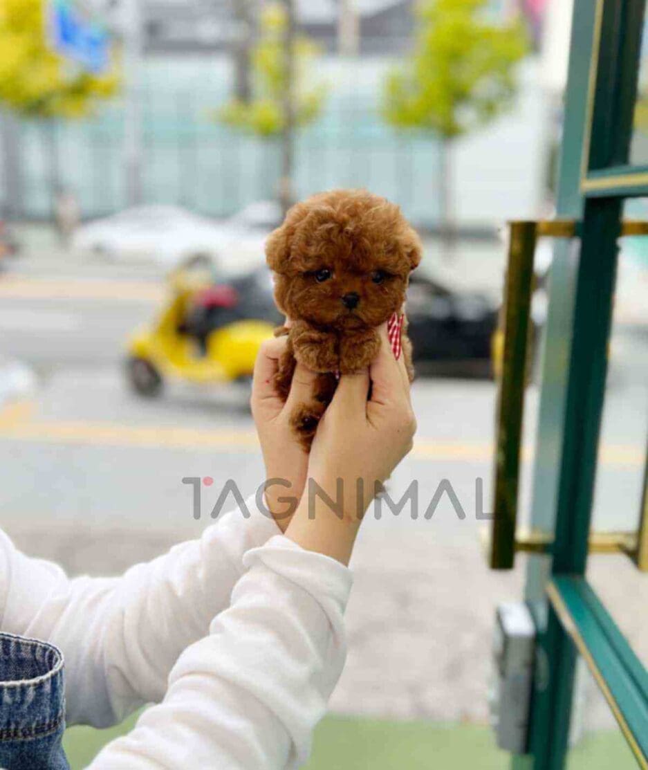 Poodle puppy for sale, dog for sale at Tagnimal