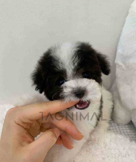 Poodle puppy for sale, dog for sale at Tagnimal