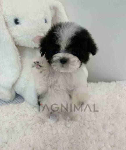 Poodle puppy for sale, dog for sale at Tagnimal