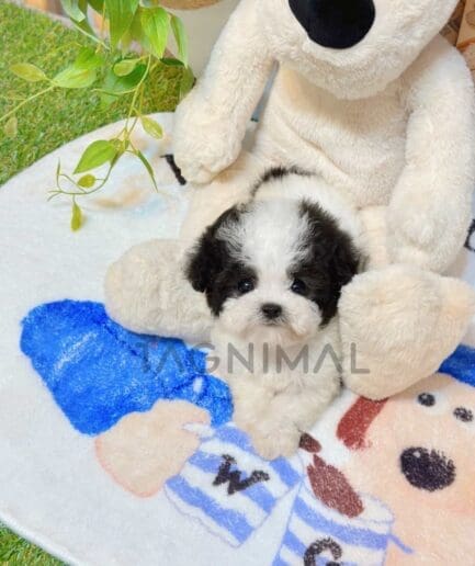 Poodle puppy for sale, dog for sale at Tagnimal