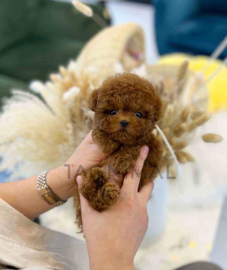 Poodle puppy for sale, dog for sale at Tagnimal